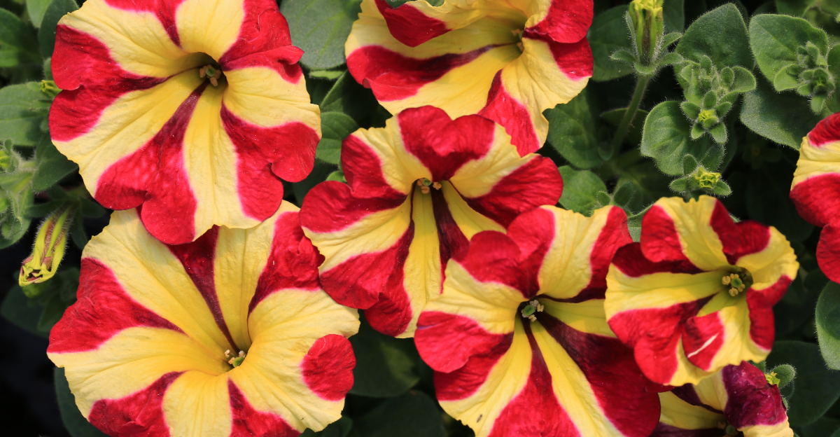 petunias (featured image)