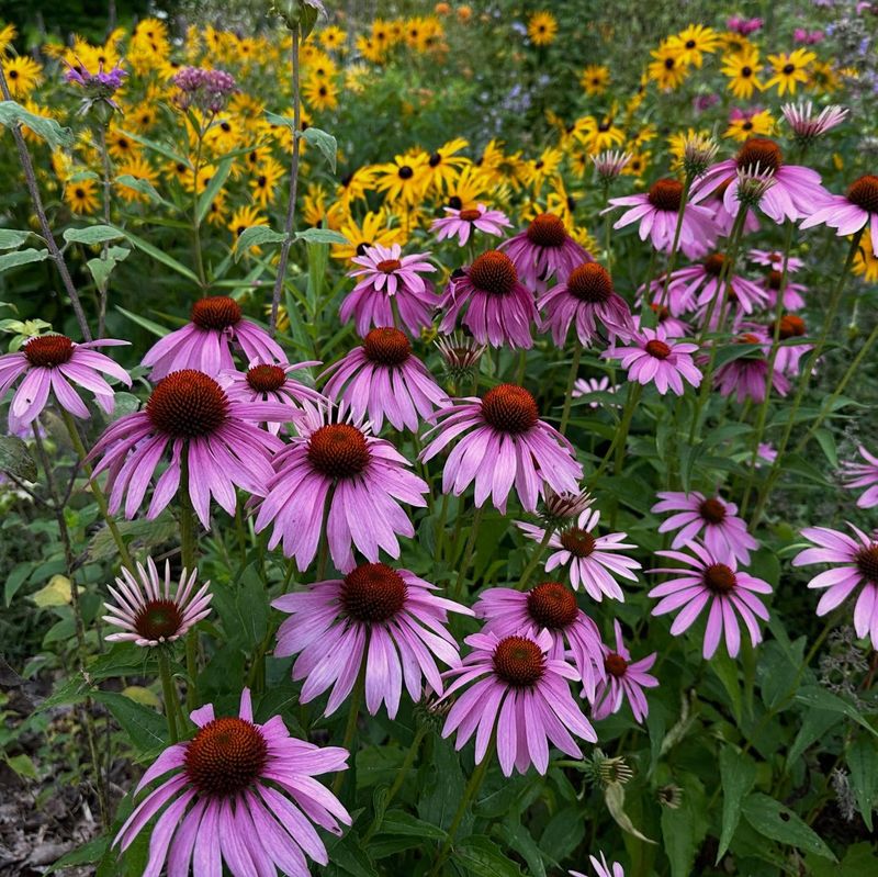 Purple Coneflower Thrives In Cold Soil