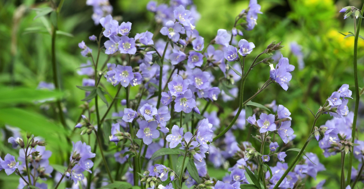 jacob's ladder flower