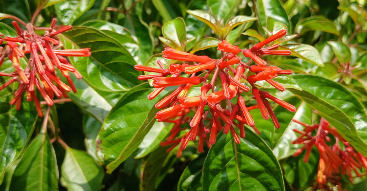 dwarf firebush