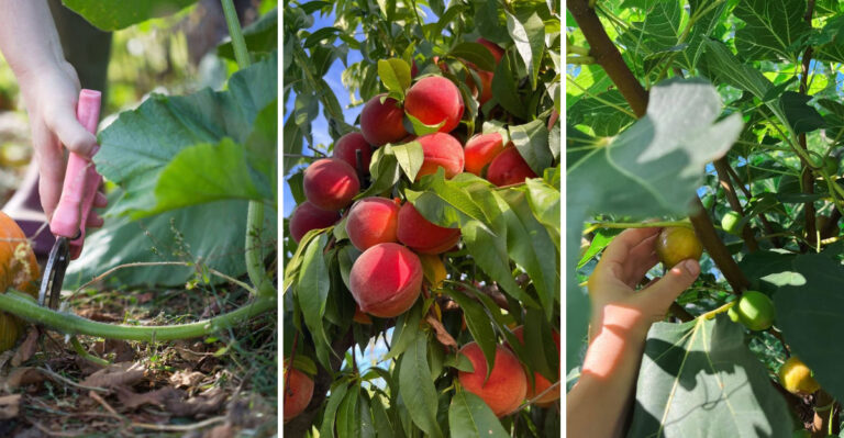 10 Crops North Carolina Gardeners Prune For Better Harvests