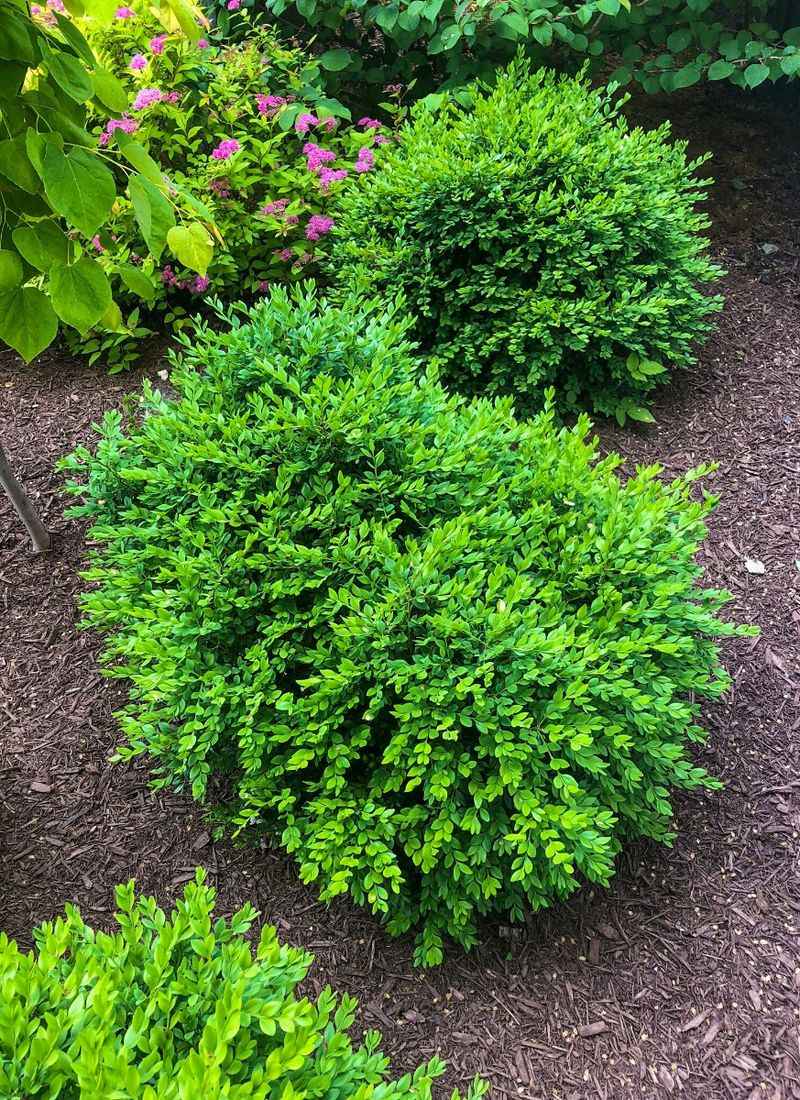 Boxwood Shrubs Stay Deer Free