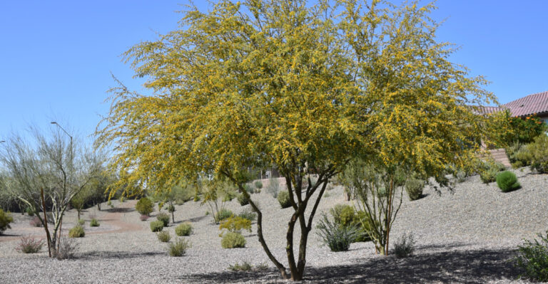 10 Desert Trees To Elevate Your Arizona Yard