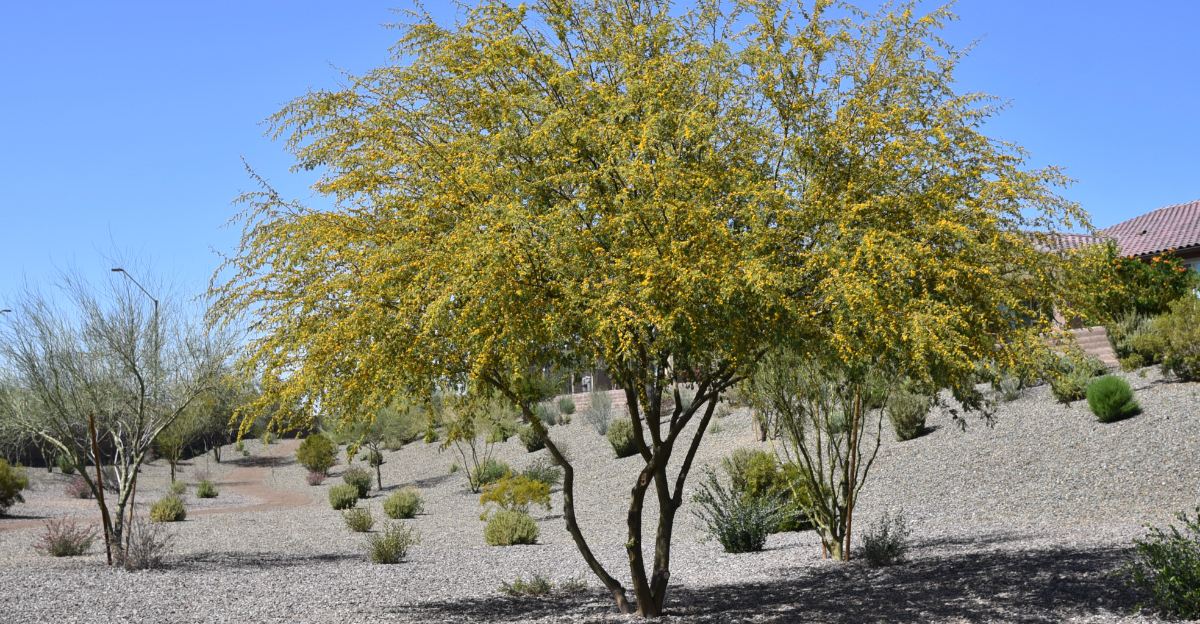 10 Desert Trees To Elevate Your Arizona Yard