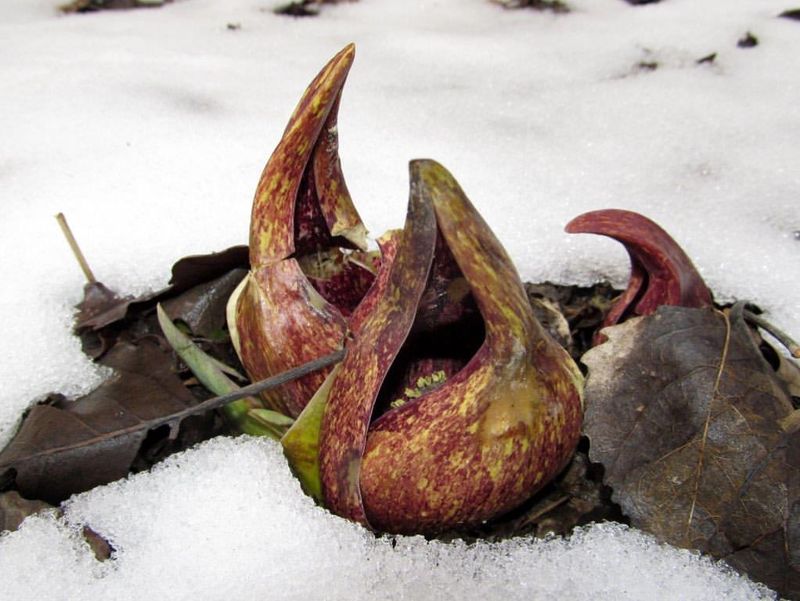 Skunk Cabbage Brings Bold Early Blooms
