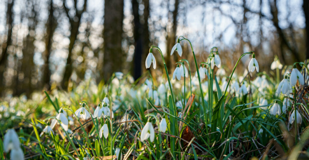 10 Flowers That Bloom In North Carolina Before Spring Really Gets Going