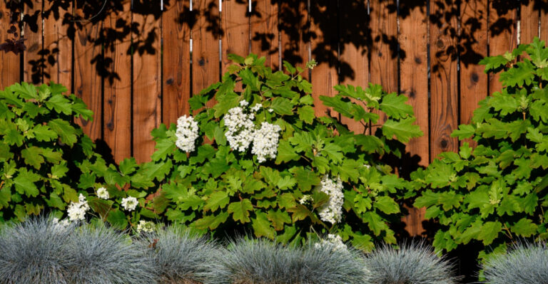 oakleaf hydrangea front yard