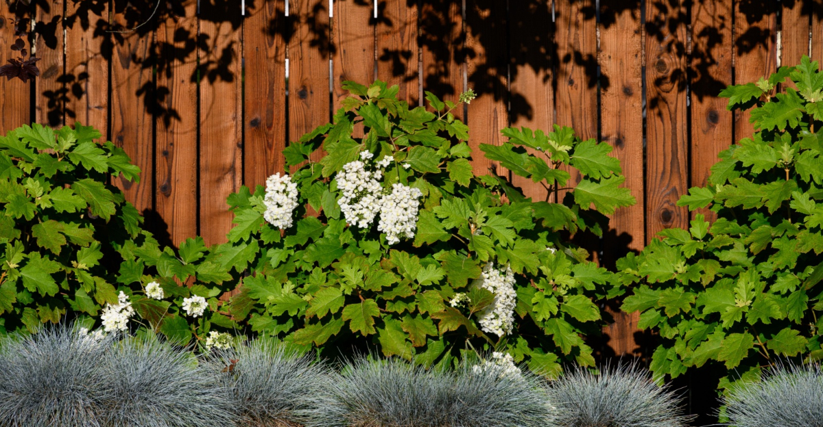 oakleaf hydrangea front yard