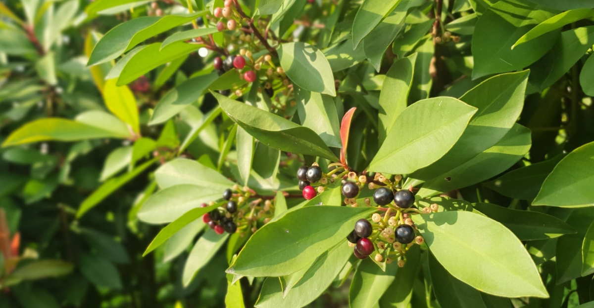 Ceylon Ardisia's berries