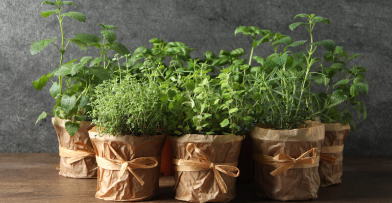 herbs in pots