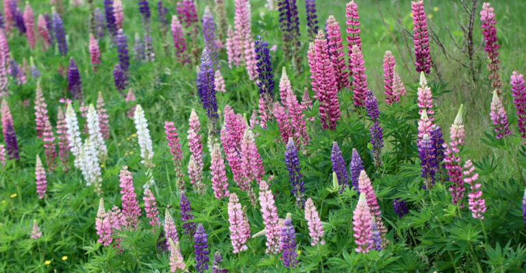 colorful flowers in field
