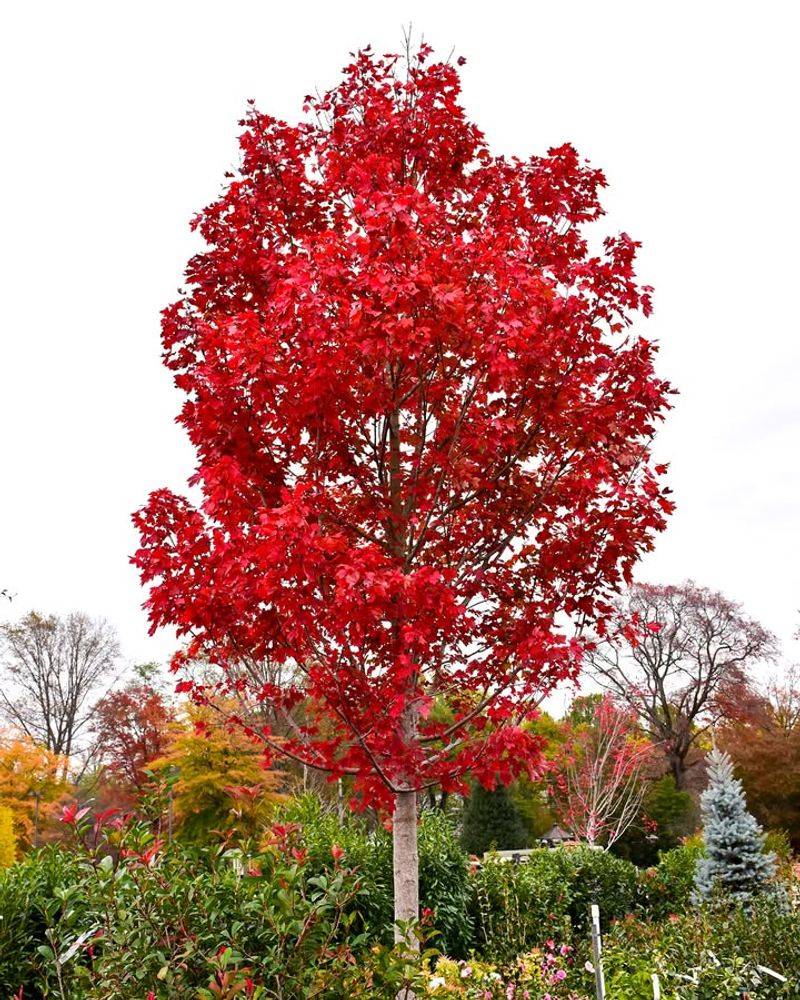 Red Maple For Early Color