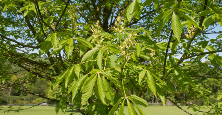 Ohio Buckeye Tree
