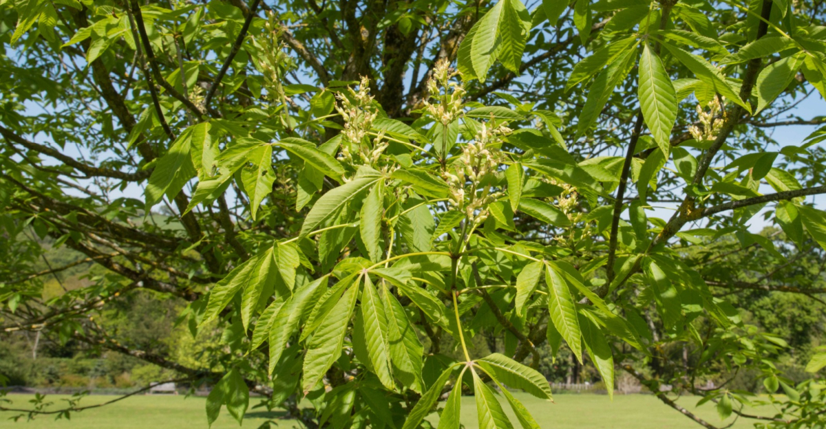 Ohio Buckeye Tree