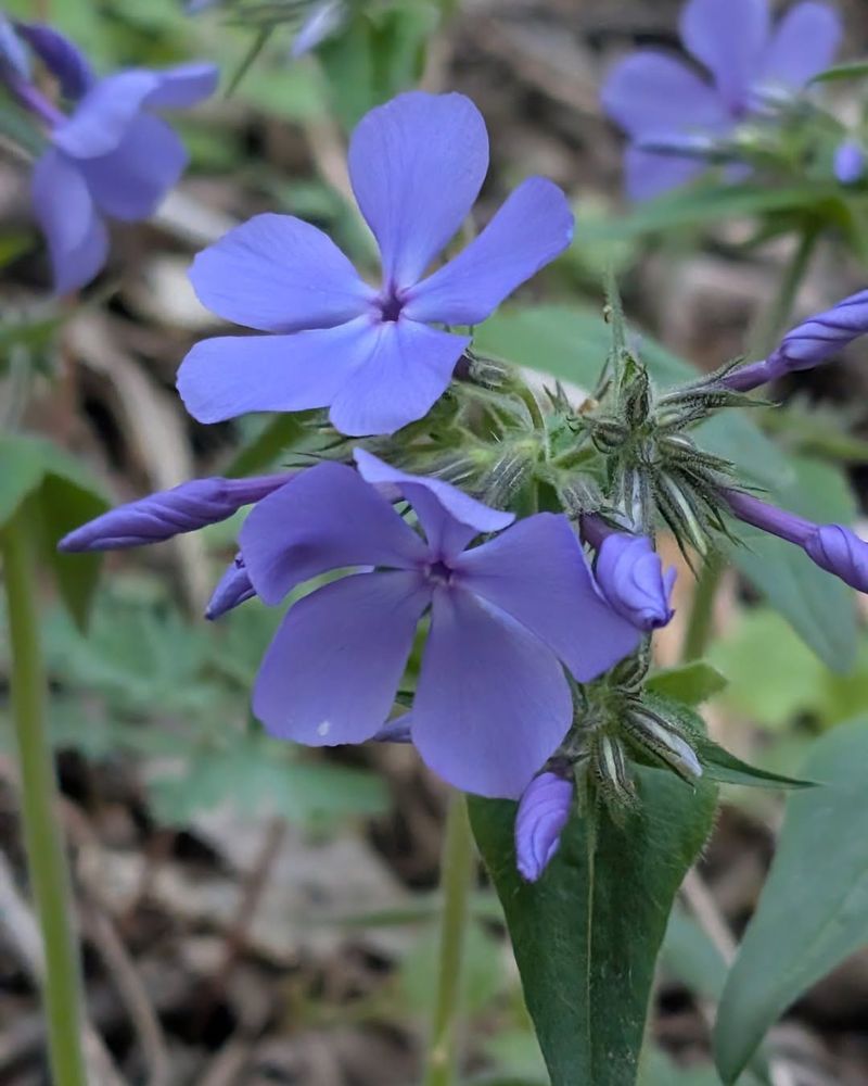 Woodland Phlox Brings Early Color To Shaded Gardens