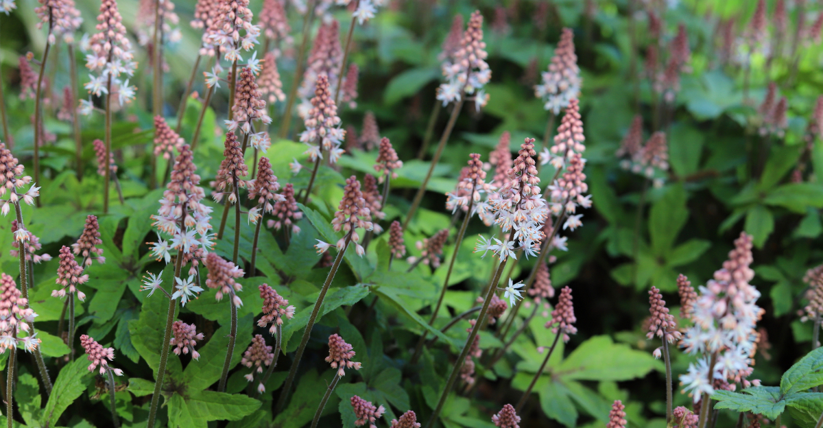 plant (featured image)