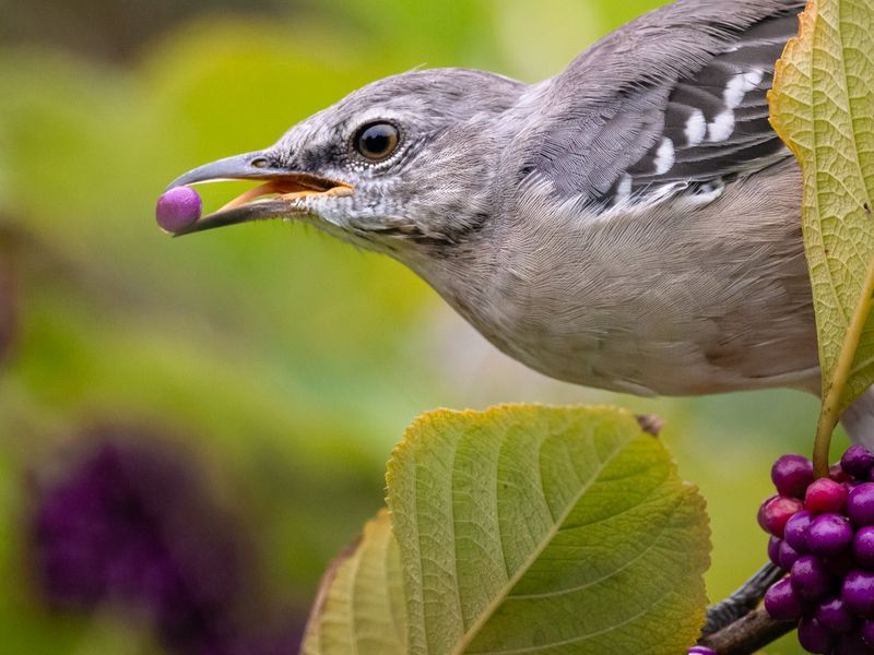 Provide Winter Berries With American Beautyberry