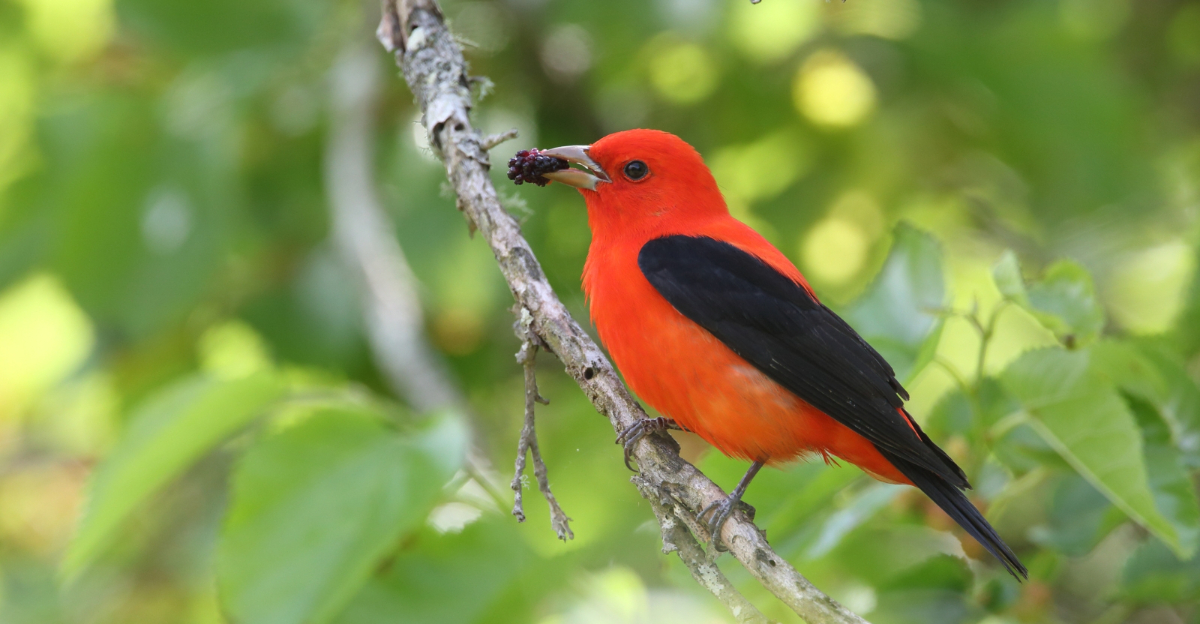 Scarlet Tanager Eating a Mulberry