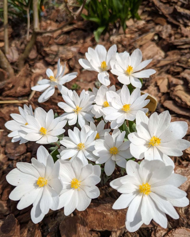 Bloodroot Brings Early White Blooms