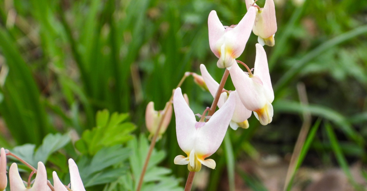 Dutchman's Breeches