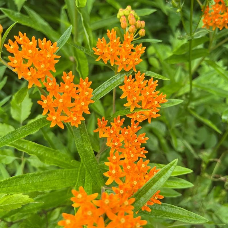 Butterfly Weed Produces Bold True Orange Blooms In Full Sun