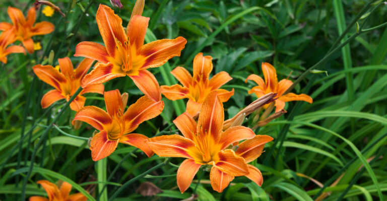 daylily (featured image)
