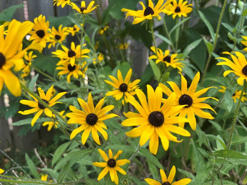 Black-Eyed Susan (Rudbeckia Hirta)