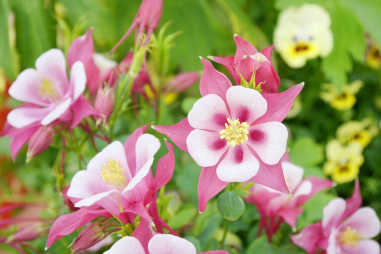 pink columbine