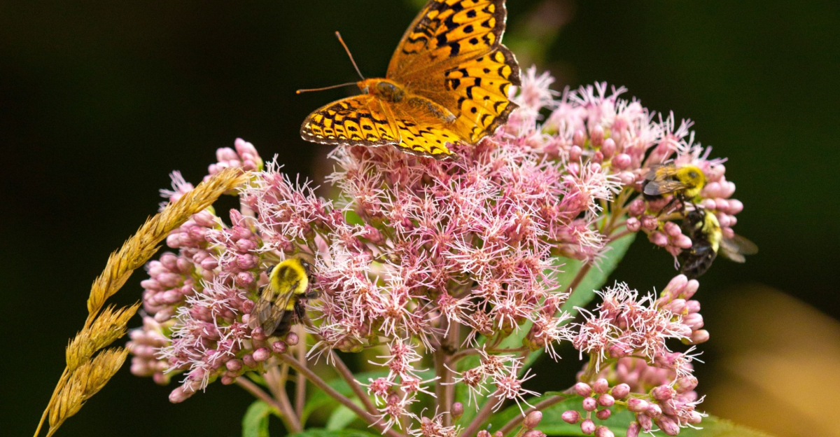 butterfly on joe pye weed