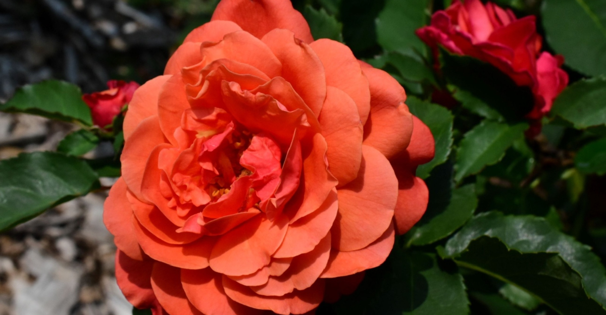 orange rose