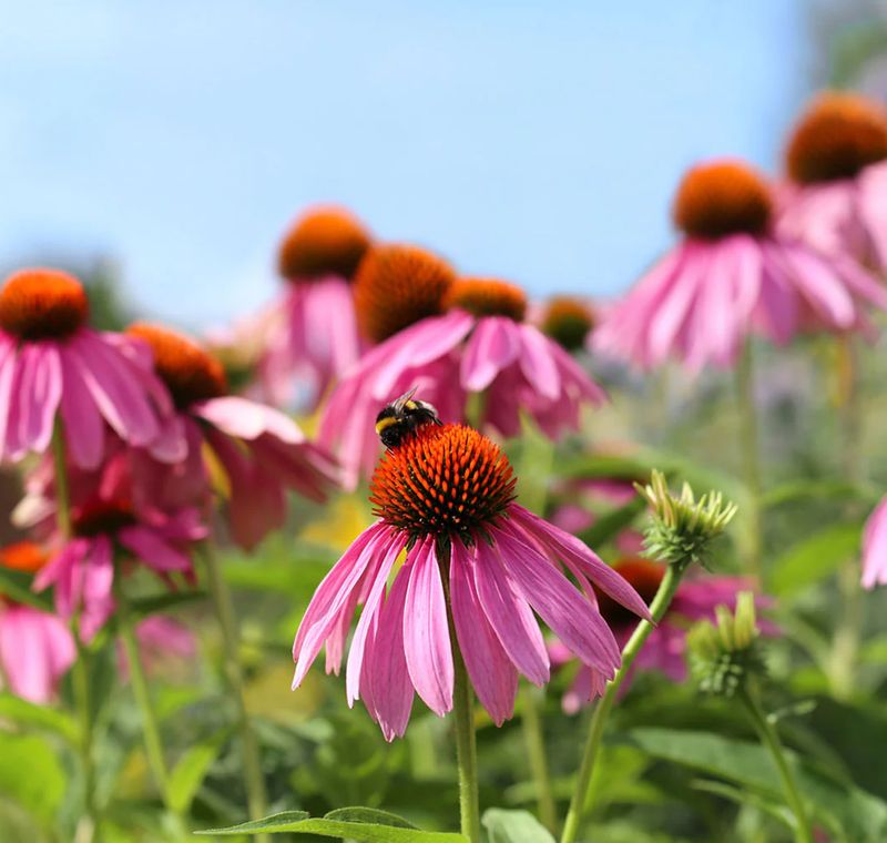 Coneflower, A Tough Native Flower That Thrives In North Carolina Heat
