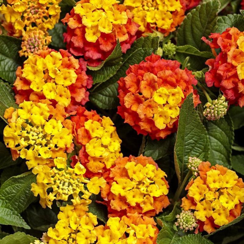 Lantana Is A Heat Loving Bloomer That Shines In Southern Gardens
