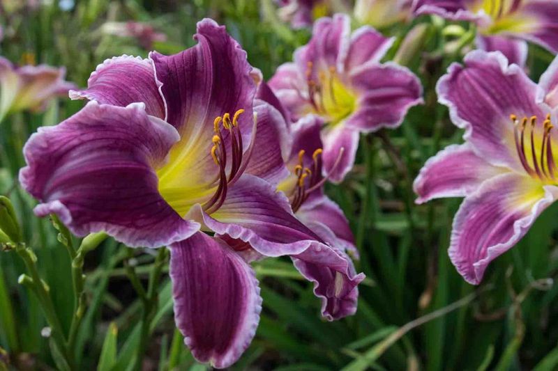 Daylilies Grow Strong And Resilient In Tough Southern Conditions
