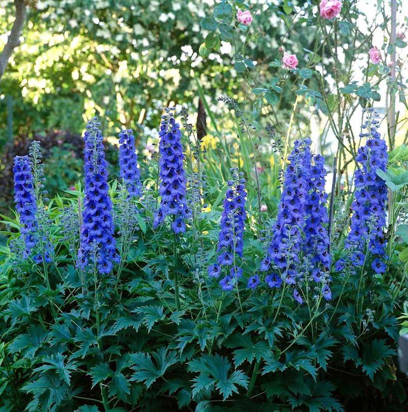 Delphinium Prefers Cooler Weather And Struggles In Heat And Humidity
