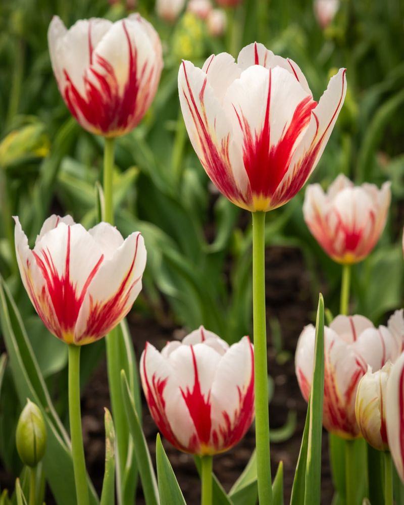 Tulips Need Cold Winters To Bloom Reliably Each Year
