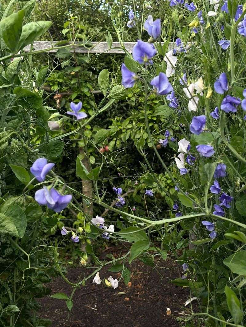 Sweet Pea Grows Best In Cool Conditions And Fades In Heat