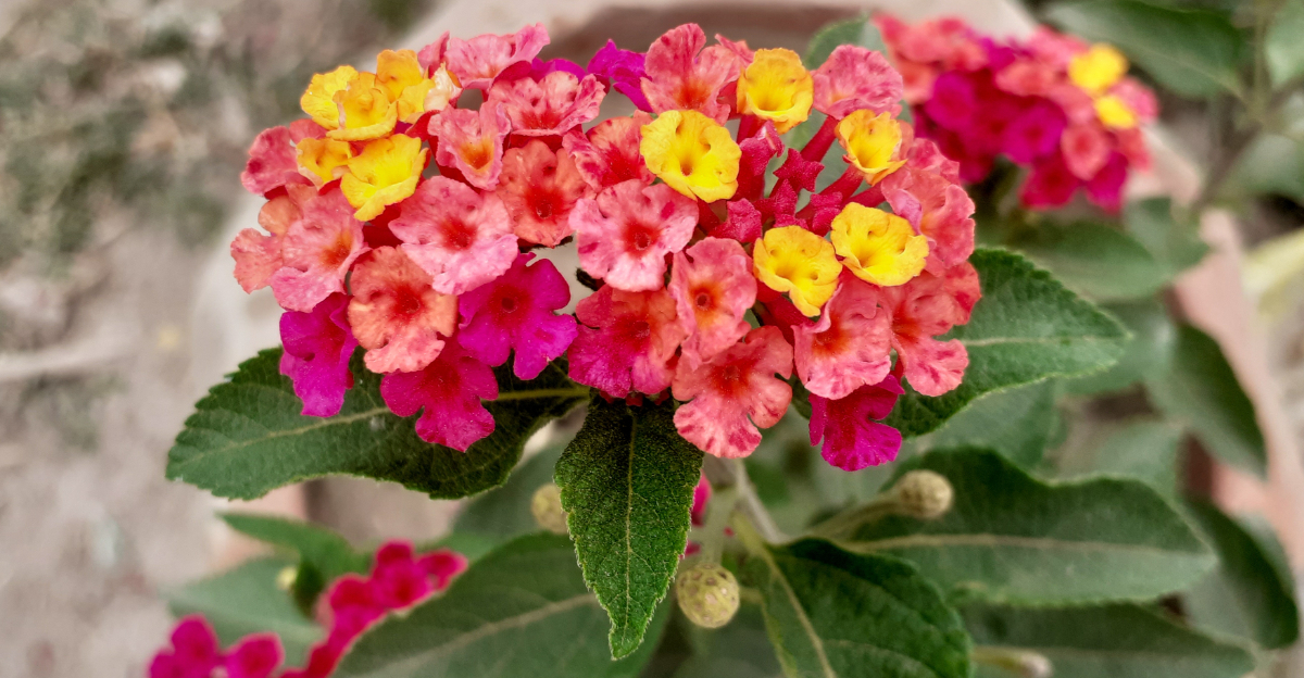 colorful lantana
