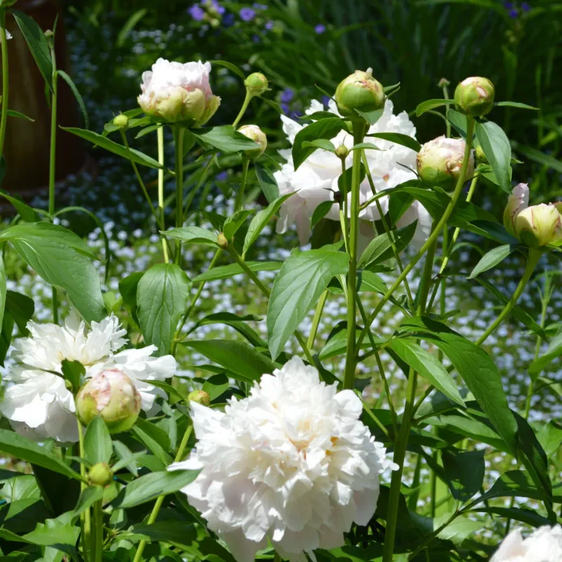 Peonies Grow Best Where Summers Stay Cooler And Winters Turn Cold
