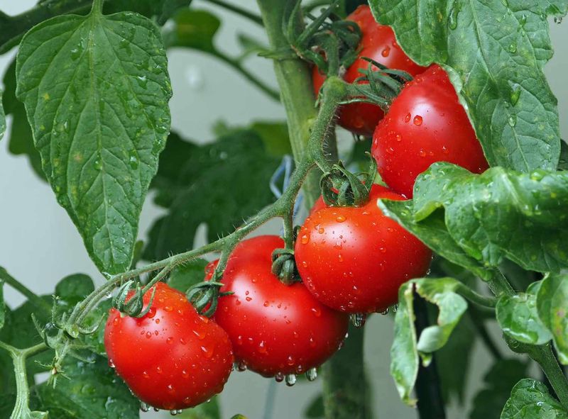 Tomatoes (Solanum Lycopersicum)