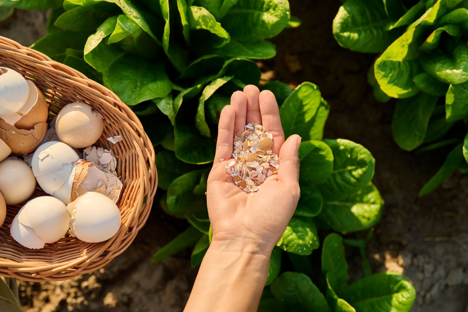 crushed eggshell fertilizer