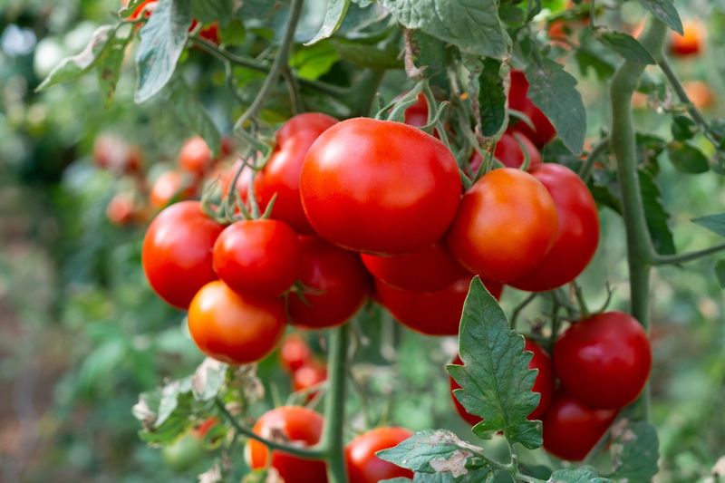 Tomatoes (Solanum Lycopersicum)