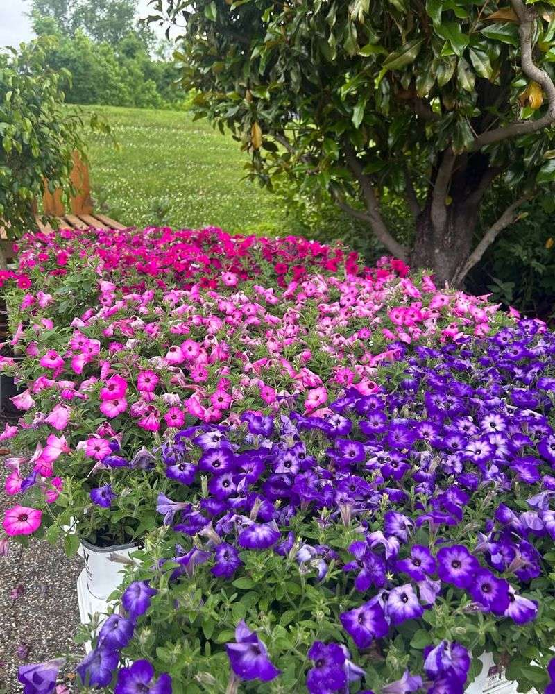 Petunias Deliver Instant Waves Of Nonstop Color