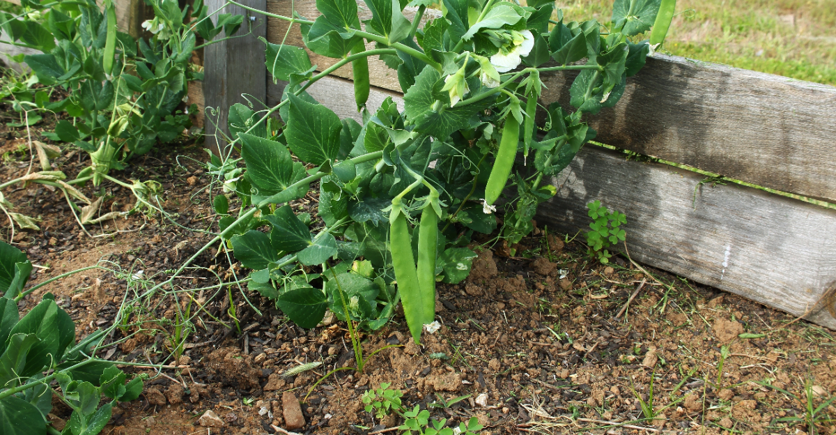 beans nitrogen in soil