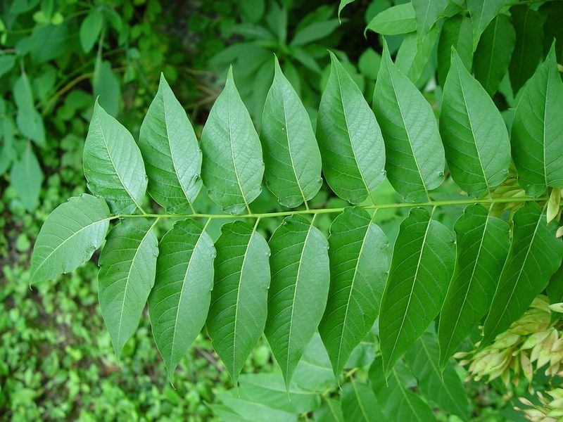 Tree Of Heaven (Ailanthus altissima)