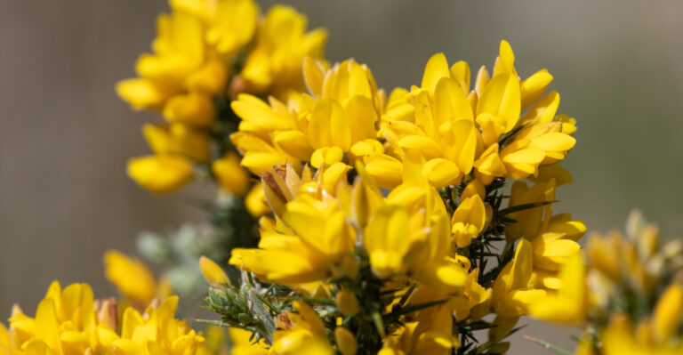 gorse plant