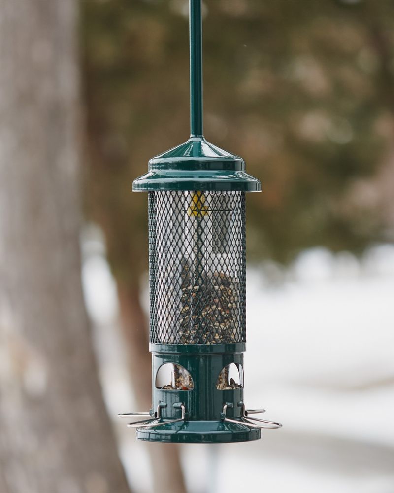 Your Feeders Are Empty Or Filled With The Wrong Seed