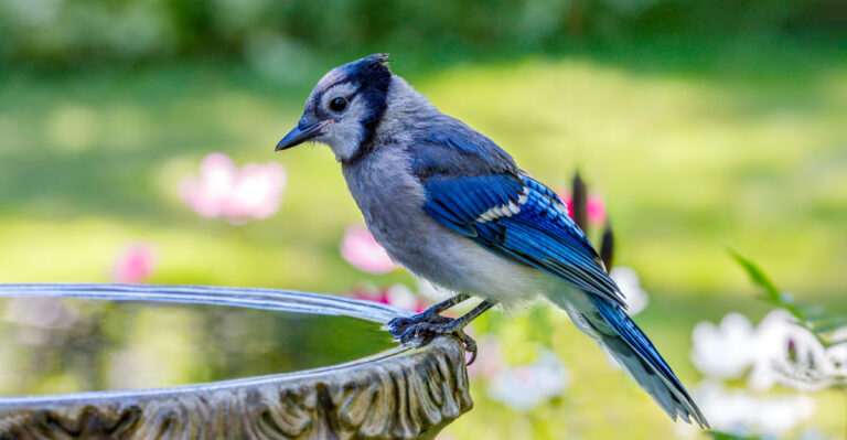 10 Reasons Birds Avoid Your Florida Yard And Simple Fixes That Help