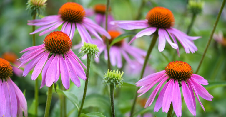 purple coneflower