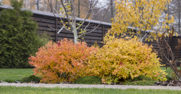 shrubs (featured image)