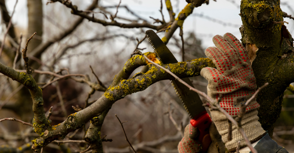 pruning late winter